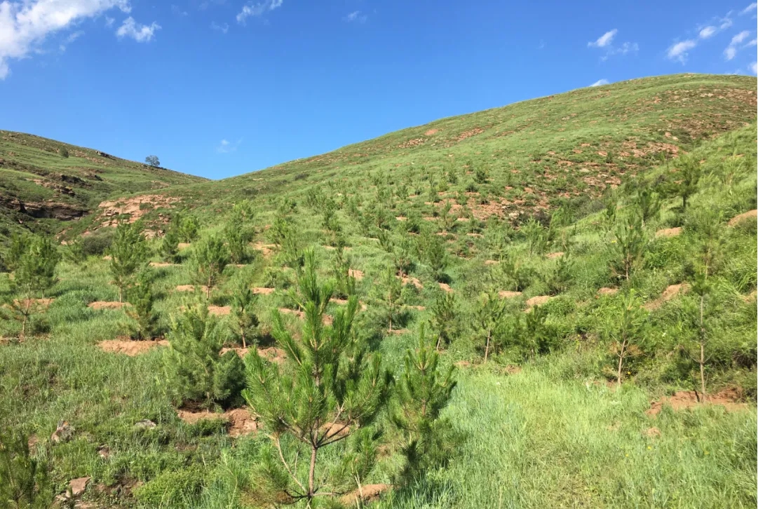 山西建投建工集團構(gòu)筑山西寧武縣汾河流域“山水林田湖草”綠色生態(tài)長城